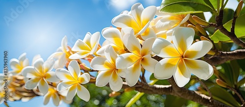 White and yellow plumeria flowers on a tree. Creative banner. Copyspace image