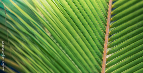 Closeup tropical palm leaf and shadows, exotic abstract natural green lush background, dark tone textures. Sunshine garden park plant summer foliage panoramic banner wallpaper. Inspire relaxing nature © icemanphotos