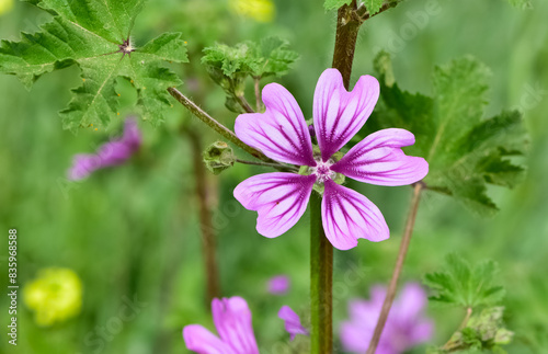 peaceful flowers and natural environment in nature