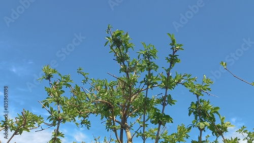Leaves against blue sky 
