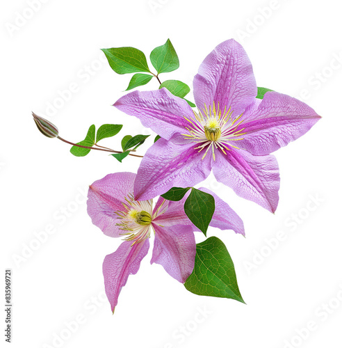 Beautiful pink clematis flowers with green leaves isolated on a transparent background, perfect for nature-themed designs and projects. photo