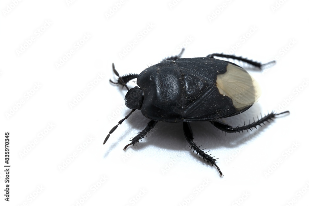 Sehirus luctuosusinsect, a macro photo, shot of a forget-me-not shieldbug waling on white background top view Sehirus luctuosusinsect, a macro photo, shot of a forget-me-not shieldbug waling on white background top view