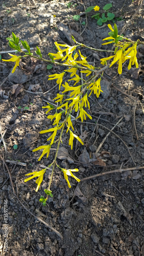Forsythia on the ground 