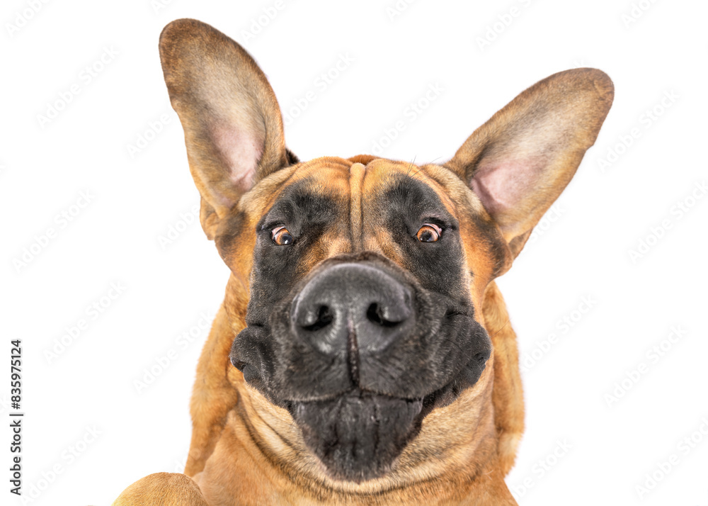 Funny and happy large Great Dane dog smiling portrait isolated on white studio background Funny and happy large Great Dane dog smiling portrait isolated on white studio background