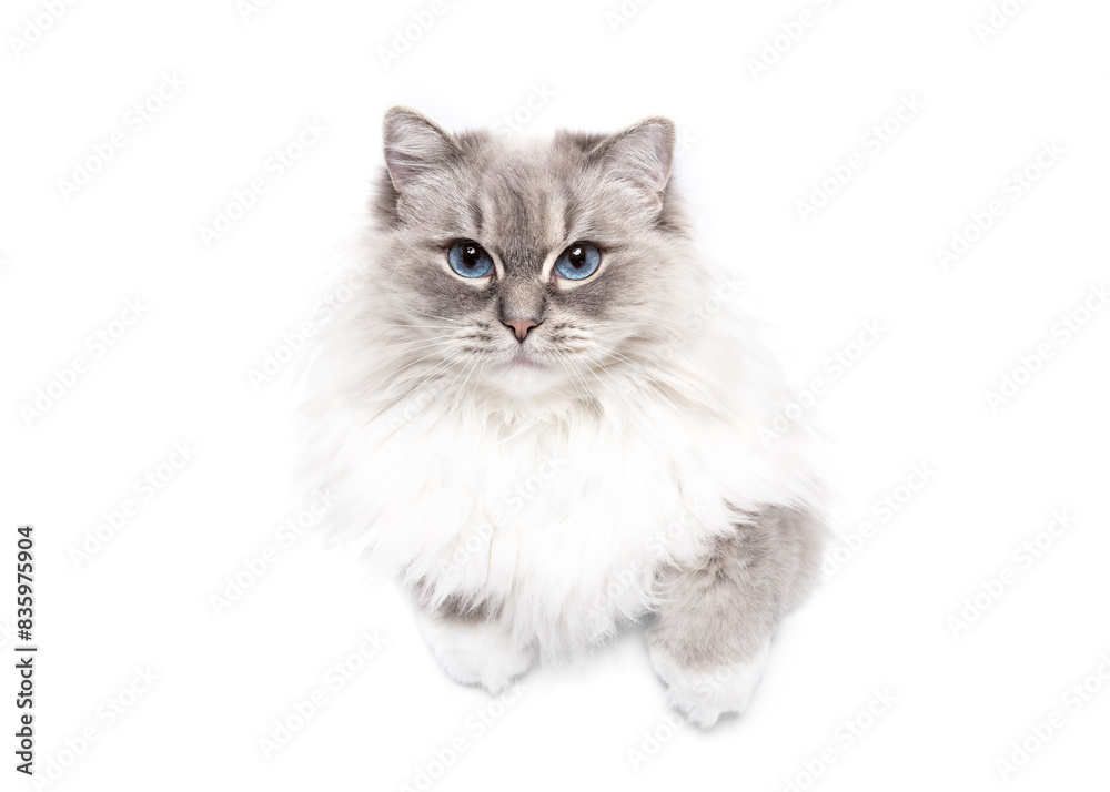 Pretty grey Ragdoll cat with blue eyes lying down with paws portrait isolated on white studio background Pretty grey Ragdoll cat with blue eyes lying down with paws portrait isolated on white studio background