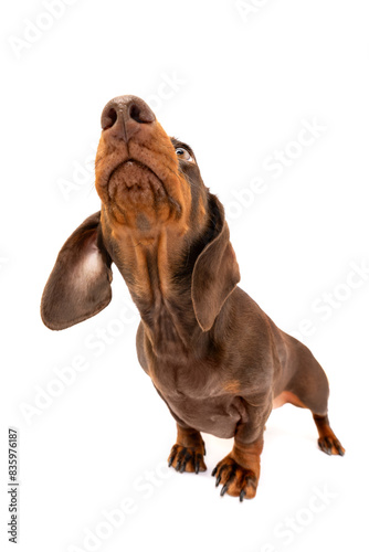 Tableau sur toile Nosy Dachshund dog with big nose sniffing portrait isolated on white studio back