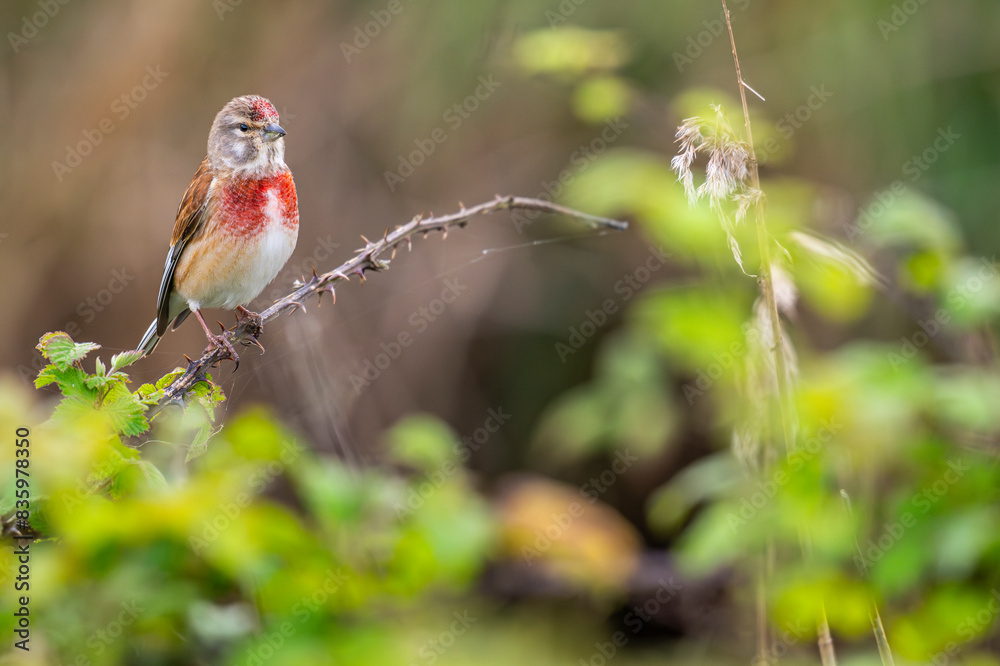 Linotte mélodieuse (Linaria cannabina - Common Linnet) Linotte mélodieuse (Linaria cannabina - Common Linnet)