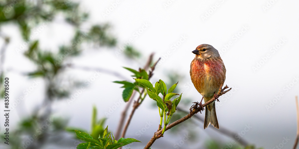 Linotte mélodieuse (Linaria cannabina - Common Linnet) Linotte mélodieuse (Linaria cannabina - Common Linnet)