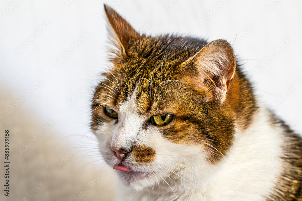 Fototapeta premium Portrait de chat