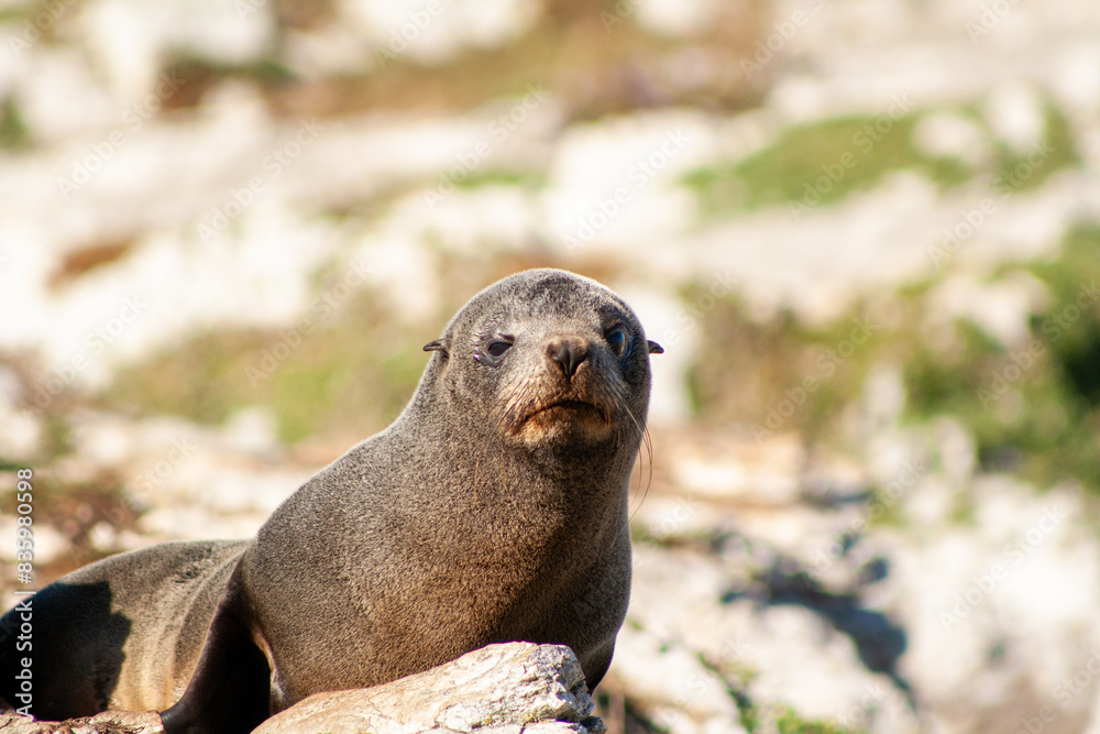 Fototapeta premium Seal in Kaikōura, New Zealand