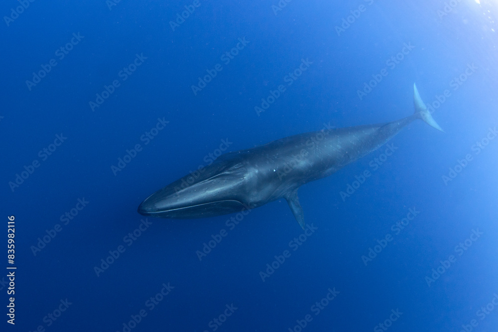 Fototapeta premium Sei whale near the Azores islands. Whale near the surface. Marine life in ocean. 