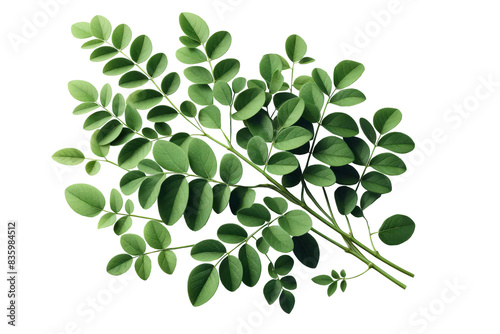 Drumstick greens Moringa oleifera leaves isolated photo