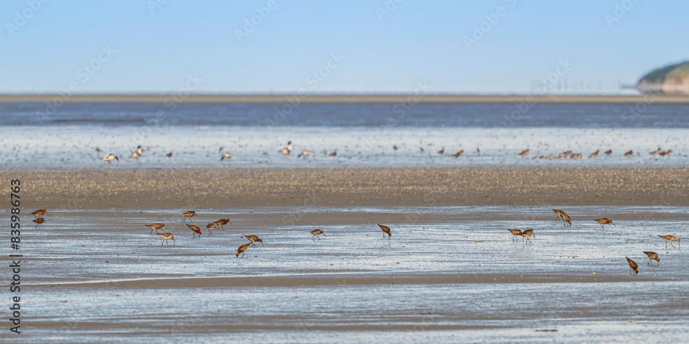 Barge à queue noire (Limosa limosa - Black-tailed Godwit) Barge à queue noire (Limosa limosa - Black-tailed Godwit)