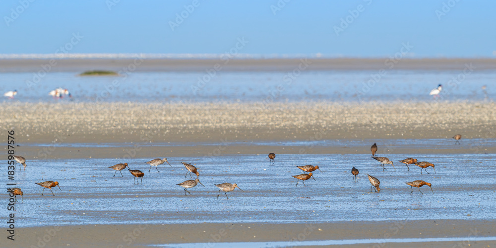 Barge à queue noire (Limosa limosa - Black-tailed Godwit)