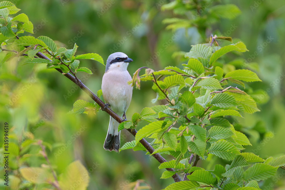 Obraz premium red backed shrike sitting on a green bush