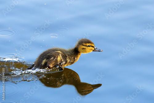 tiny mallard duckling running towards its mother