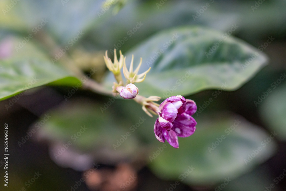 Fototapeta premium Jasminum sambac (Arabian jasmine or Sambac jasmine) is a species of jasmine, Hilo International Airport, Hawaii plant