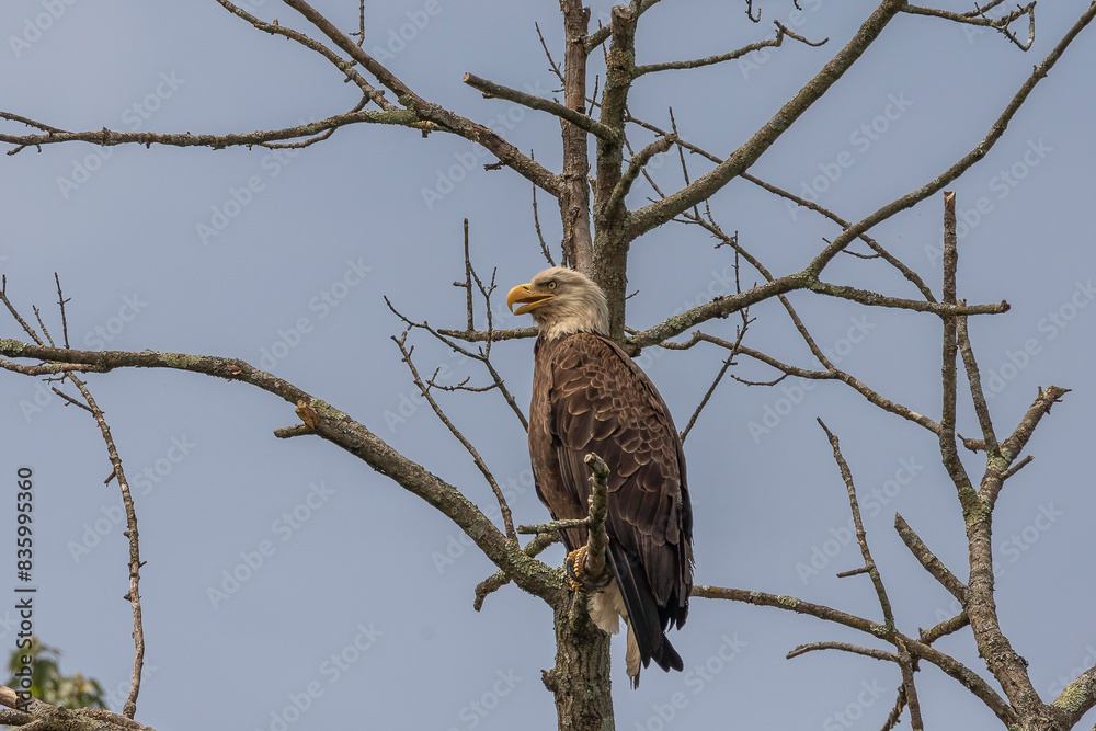 Bald Eagle perched in a tree at the marsh Bald Eagle perched in a tree at the marsh