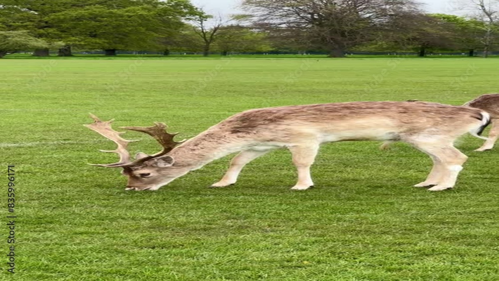 deer eating grass in the park, Dublin, Ireland