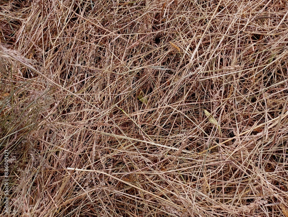 Texture of dry hay. Topics of agriculture and animal feed. Texture of dry hay. Topics of agriculture and animal feed.
