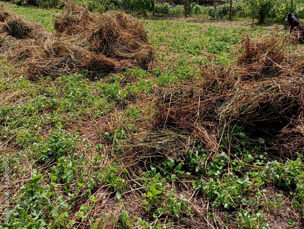 Fototapeta premium Dry hay raked into small piles on a grassy field. Preparation of fodder for animals for the winter. Topics of agriculture and farming.