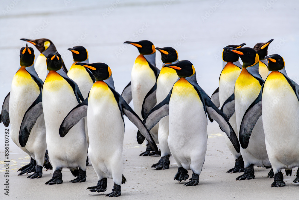 Obraz premium King Penguins