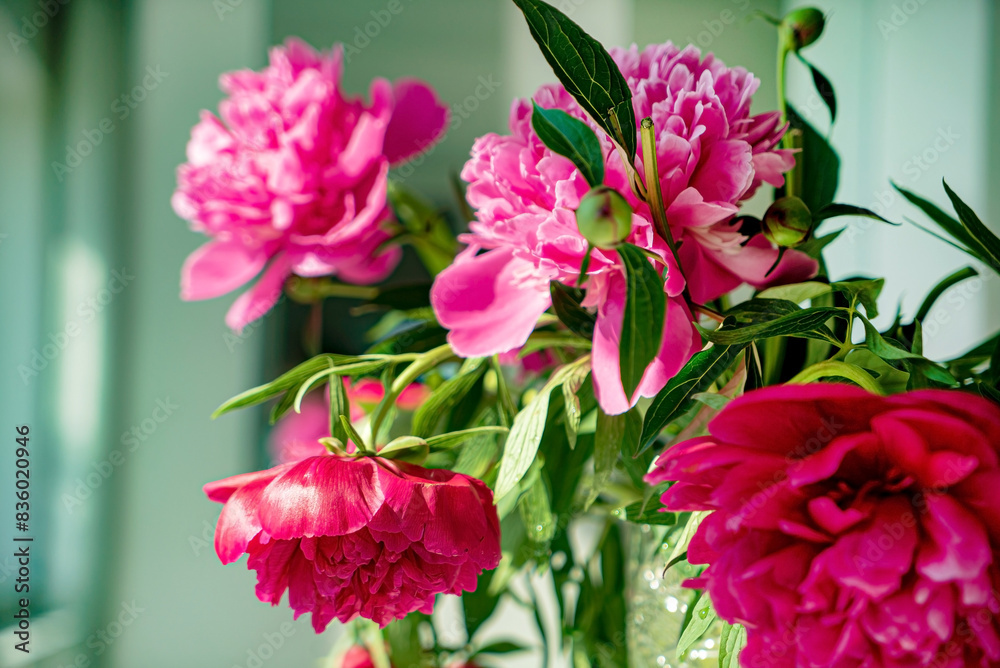 red peonies in the vase