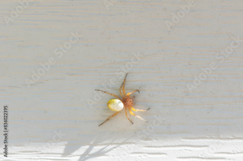 araniella displicata, six spotted orb weaver photo