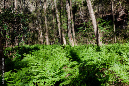 Kanangra-Boyd National Park, NSW