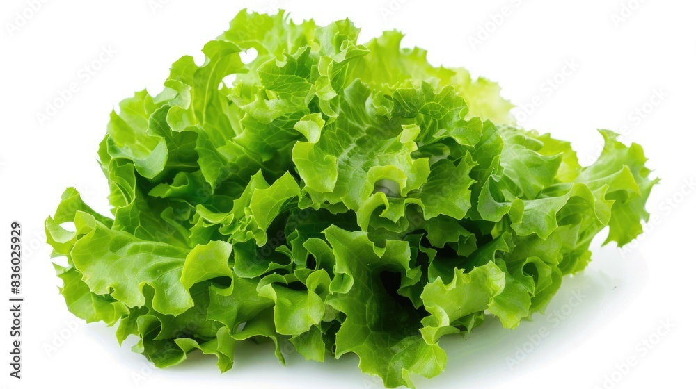 A high-resolution photo of crisp green lettuce leaves, isolated on a white background with clipping path A high-resolution photo of crisp green lettuce leaves, isolated on a white background with clipping path