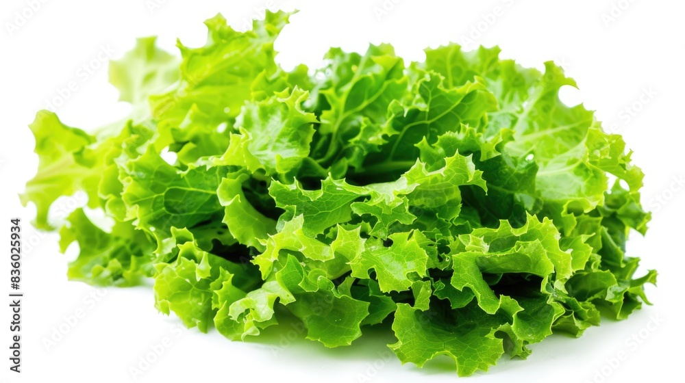 A high-resolution photo of crisp green lettuce leaves, isolated on a white background with clipping path A high-resolution photo of crisp green lettuce leaves, isolated on a white background with clipping path
