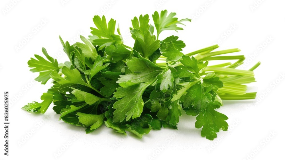 A detailed high-resolution image of fresh parsley, isolated on a white background with clipping path A detailed high-resolution image of fresh parsley, isolated on a white background with clipping path