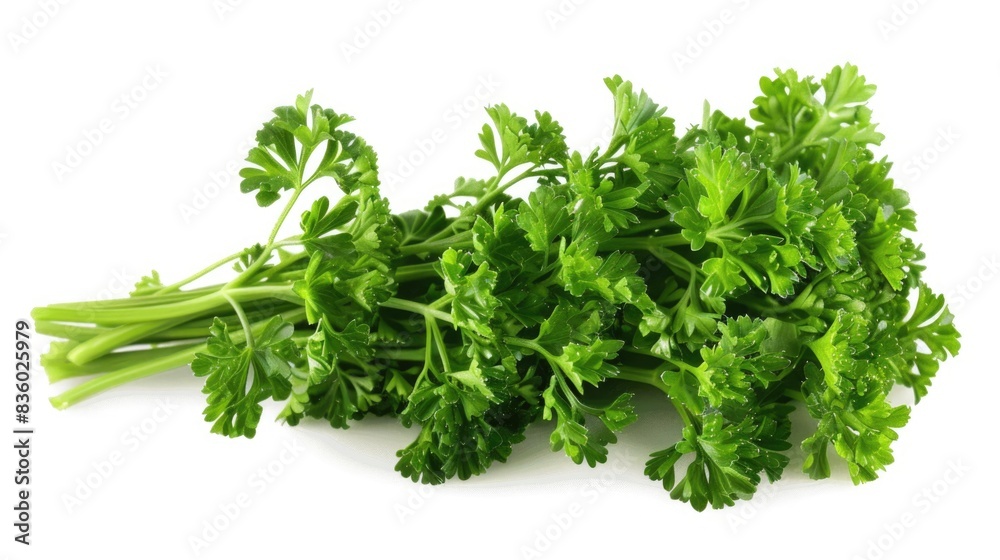 A detailed high-resolution image of fresh parsley, isolated on a white background with clipping path A detailed high-resolution image of fresh parsley, isolated on a white background with clipping path