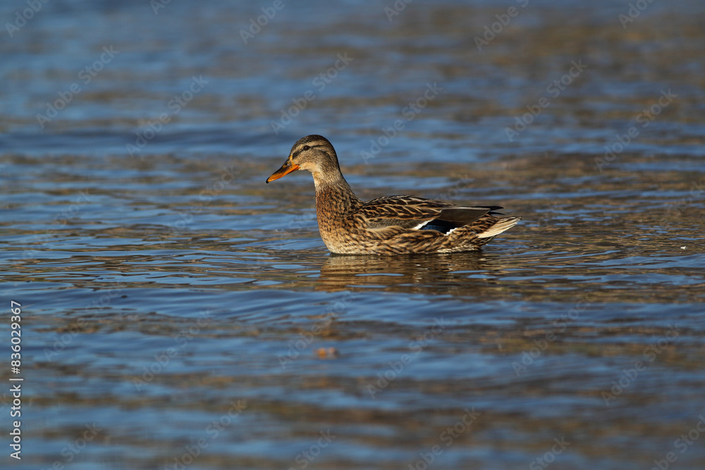Portrait of a females of duck on the water