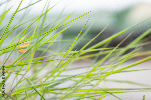 Melinis repens is a species of grass known by the common names rose Natal grass, Natal red top, or simply Natal grass.  Hilo International Airport, Hawaii   © youli zhao