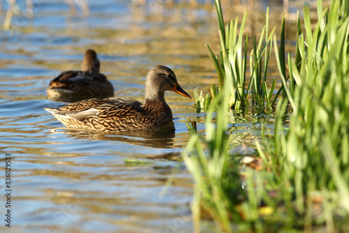 Ducks swim cropping the grass fresh