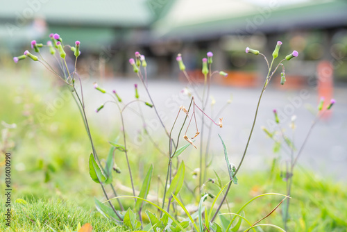 Emilia sonchifolia,  lilac tasselflower or cupid's shaving brush, is a tropical flowering species of tasselflower in the sunflower family. Hilo International Airport, Hawaii plant photo