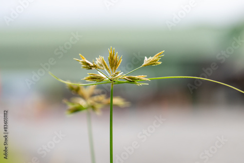 Cyperus polystachyos, Pycreus polystachyos, manyspike flatsedge in the US, or bunchy sedge, coast flatsedge, many-spiked sedge or Texas sedge. Hilo International Airport, Hawaii plant