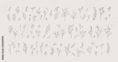 Botanic set of detailed various flowers and brunch. Luxury vintage floral collection for wedding invitation, wallpaper art or save the date card. Botanical vector illustration, line herbs