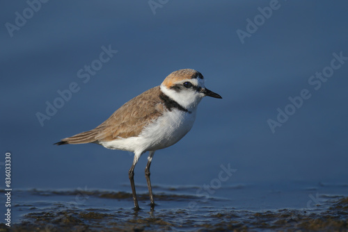 An adult Kentish plover (Anarhynchus alexandrinus) shot in soft light on the shore of a blue estuary close-up