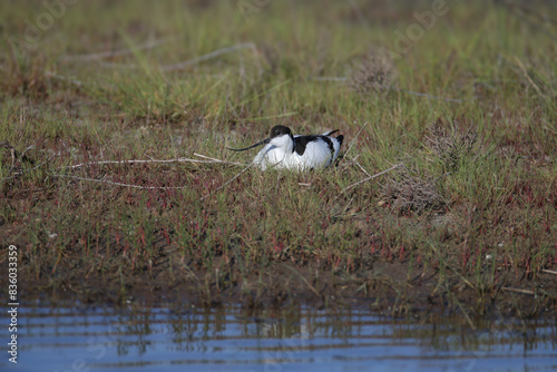 An adult The pied avocet (Recurvirostra avosetta) shot close up on the shore of a lake and on a nest in natural habitat © VOLODYMYR KUCHERENKO
