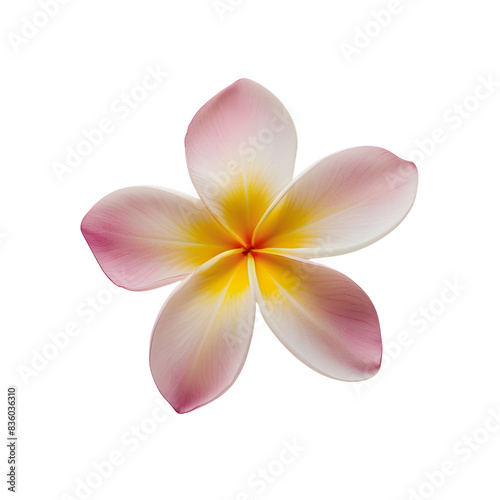 plumeria flower isolated on transparent background. generative ai