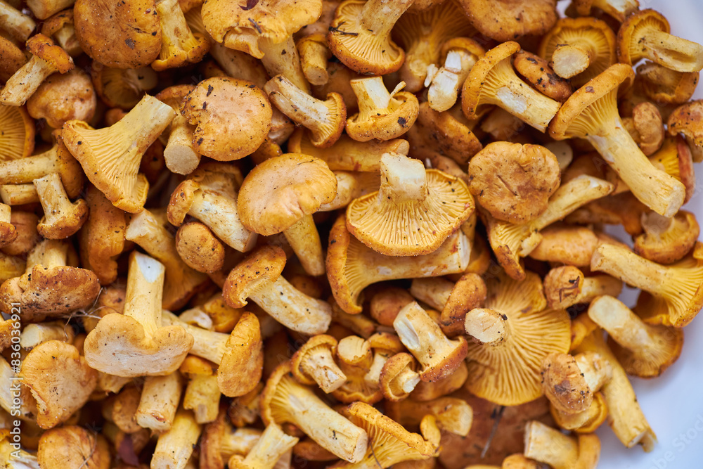 Mushroom Background. Chanterelles mushrooms just picked Mushroom Background. Chanterelles mushrooms just picked