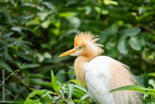 white heron