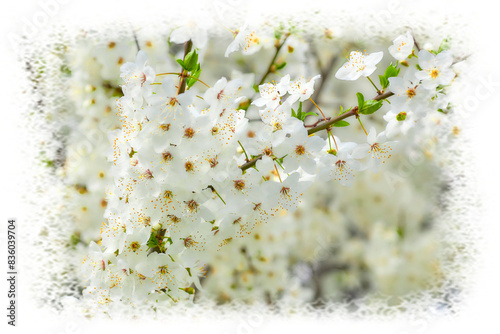 Beautiful white honey delicate spring flowers. Tendeness,softness photo