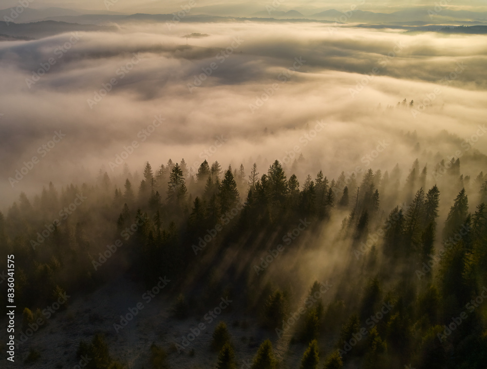 Autumn forest on the mountain in the fog. Autumn forest on the mountain in the fog.