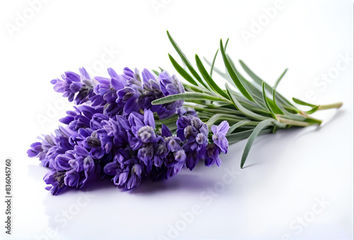 Bunch of lavender flowers on white background