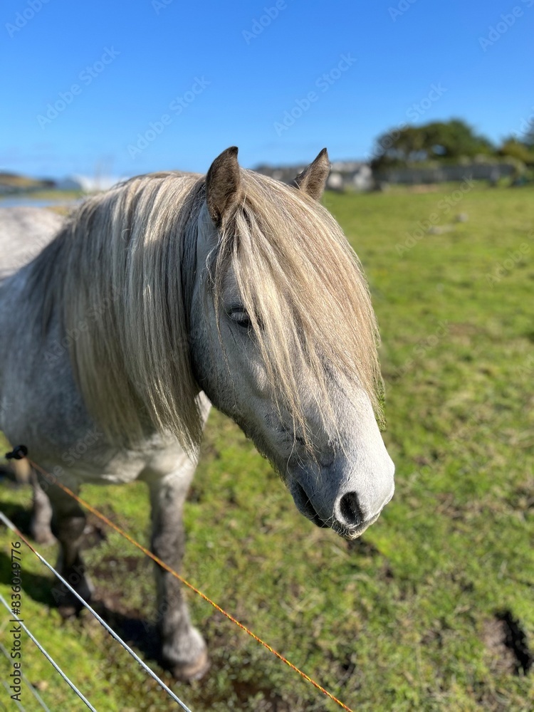 Shetland Shetland