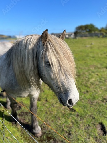 Shetland