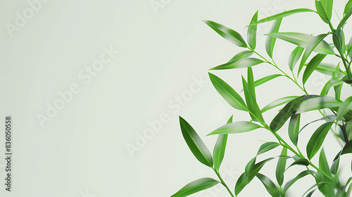 Light green leaves of a plant on a white background. The leaves are detailed and have a realistic texture. photo
